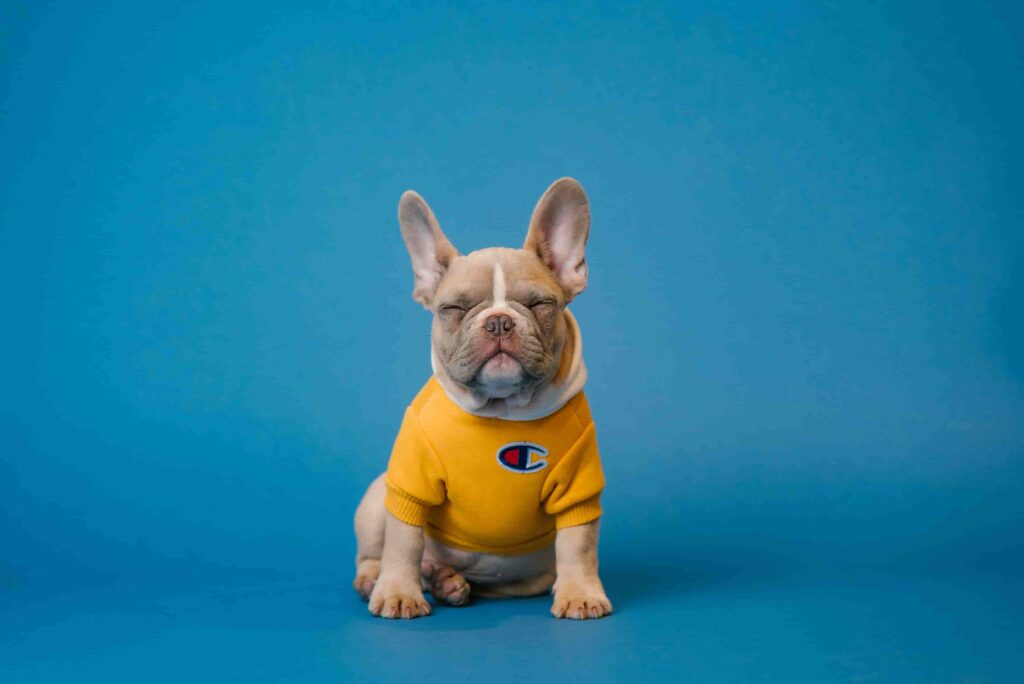 A French bulldog wearing a yellow t-shirt in front of a blue wall