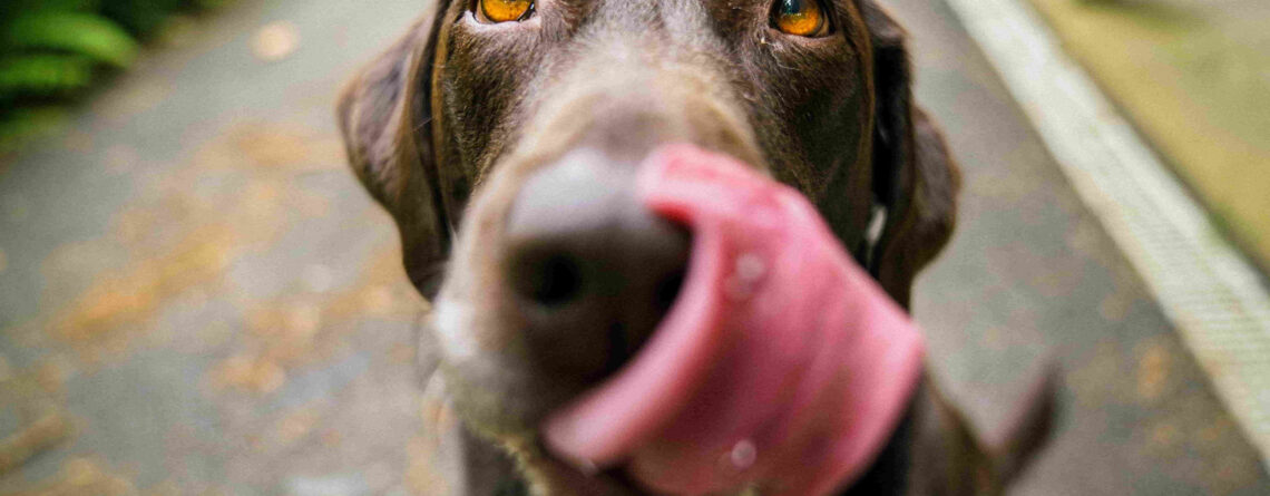 A brown Labrador licking his chops as he looks at the camera