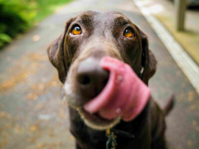 A brown Labrador licking his chops as he looks at the camera