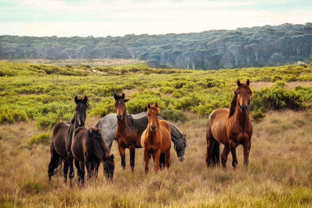 A herd of horses standing in a field, looking in the direction of the viewer