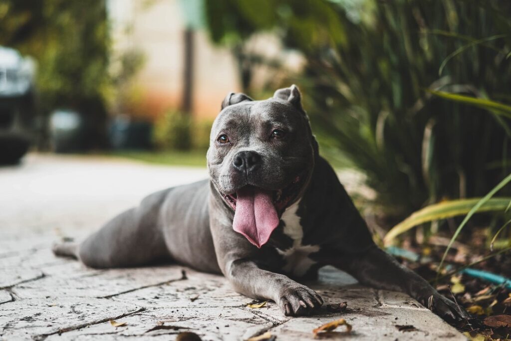 A smiling pit bull lying on a concrete walkway