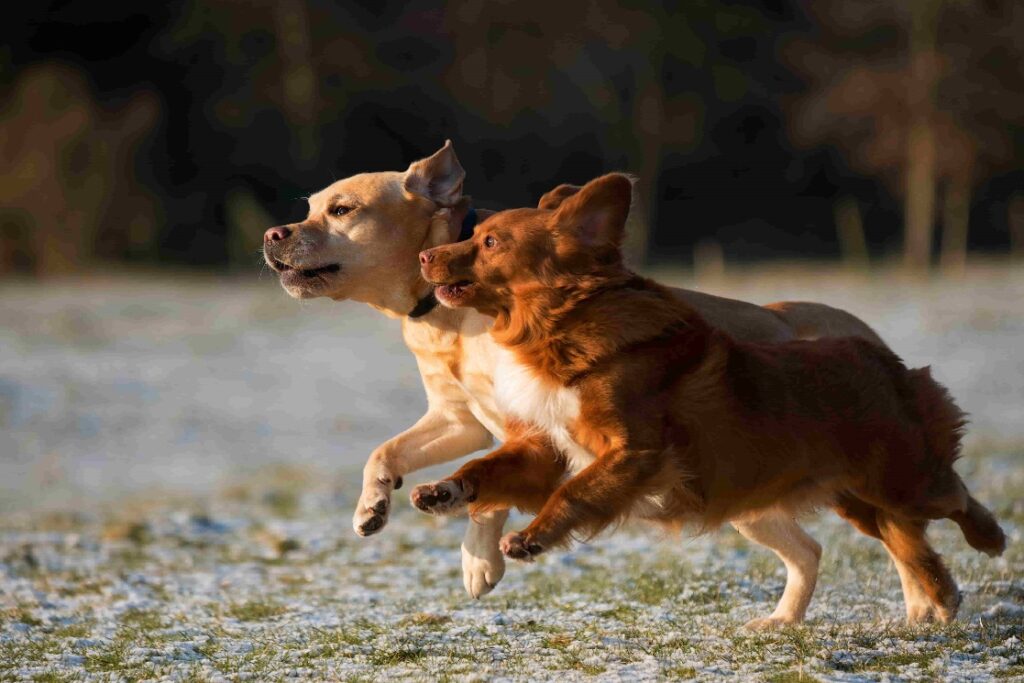 Two dogs sprinting to the left of the camera’s view