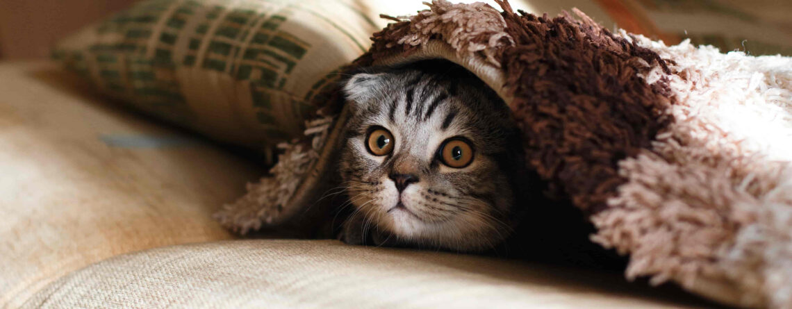 A cat hiding beneath a blanket, looking at the camera