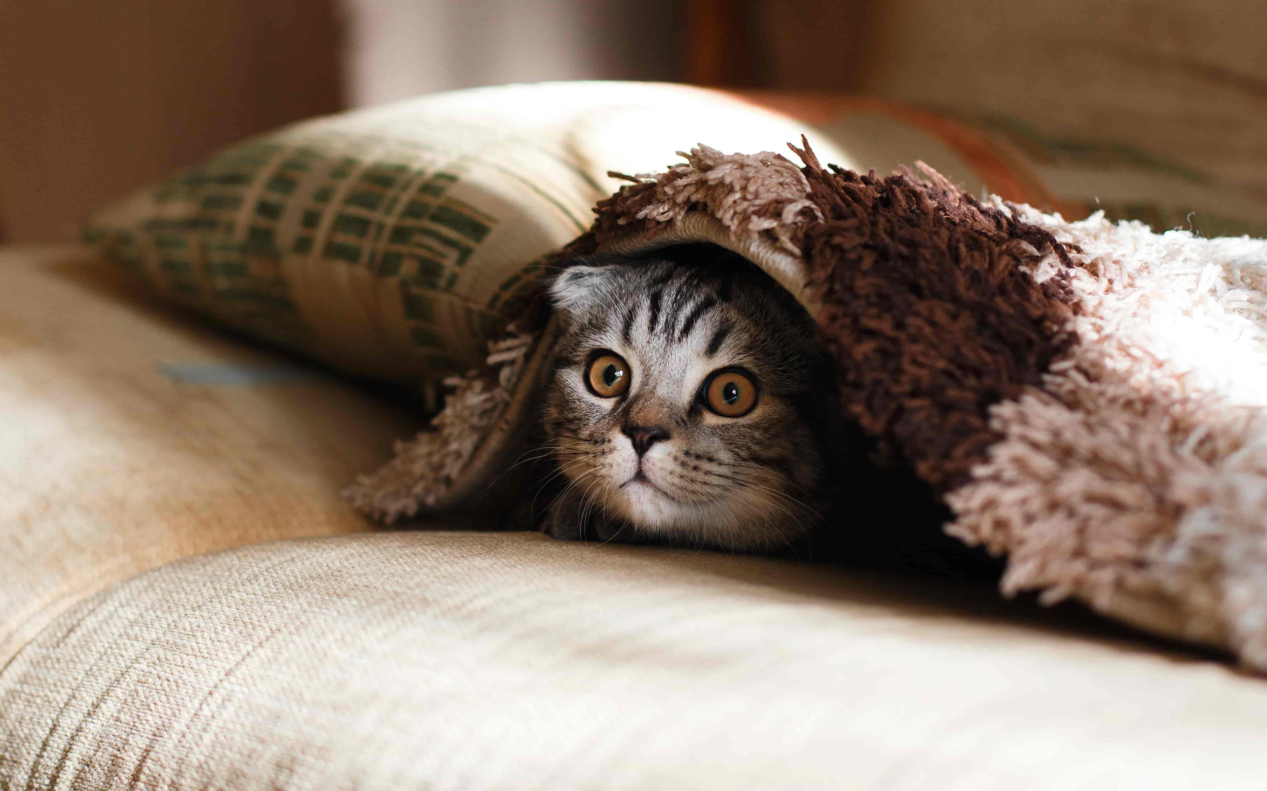 A cat hiding beneath a blanket, looking at the camera