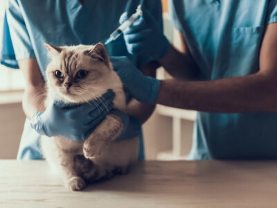 A cute grey cat being examined by a veterinarian on a house call