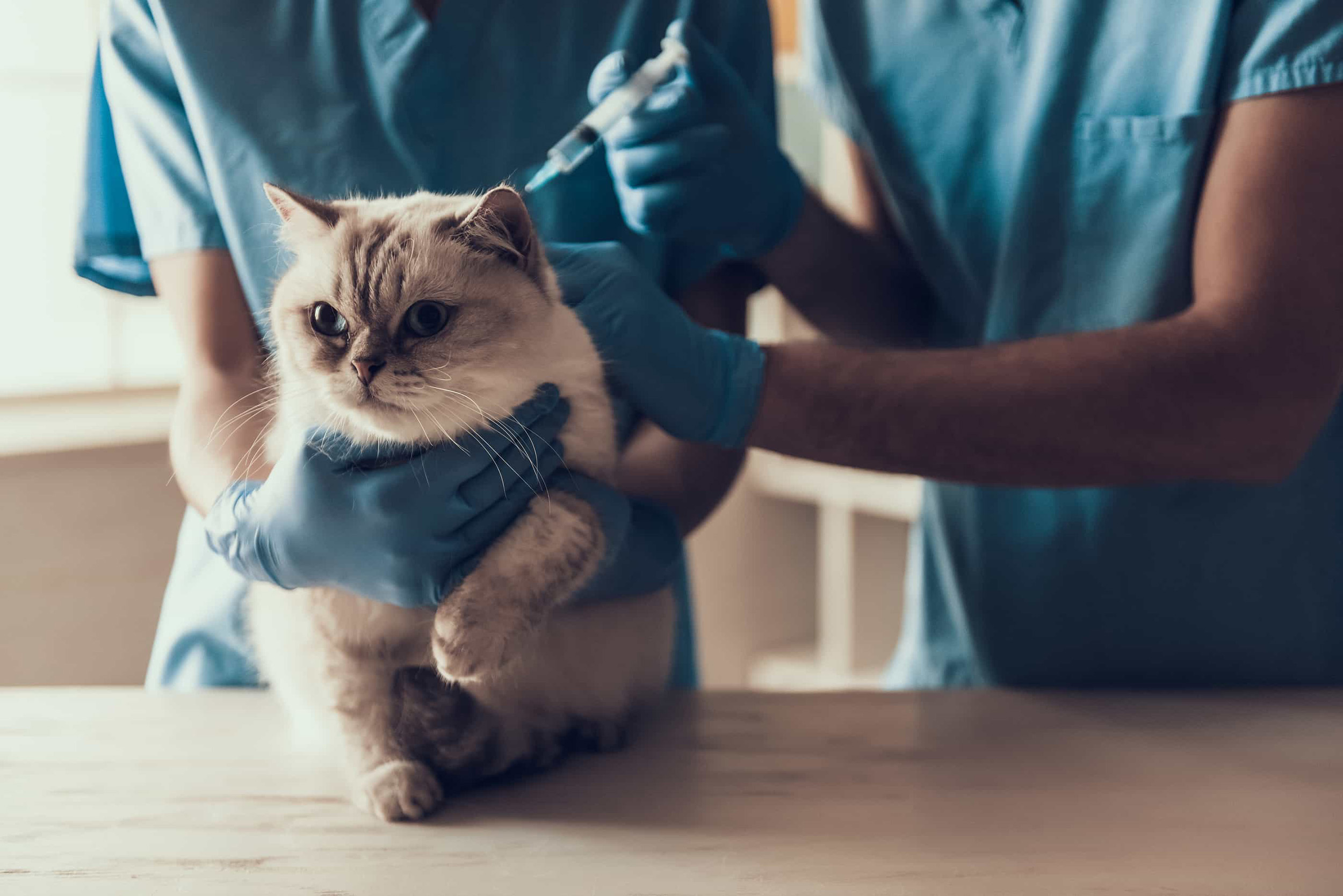 A cute grey cat being examined by a veterinarian on a house call