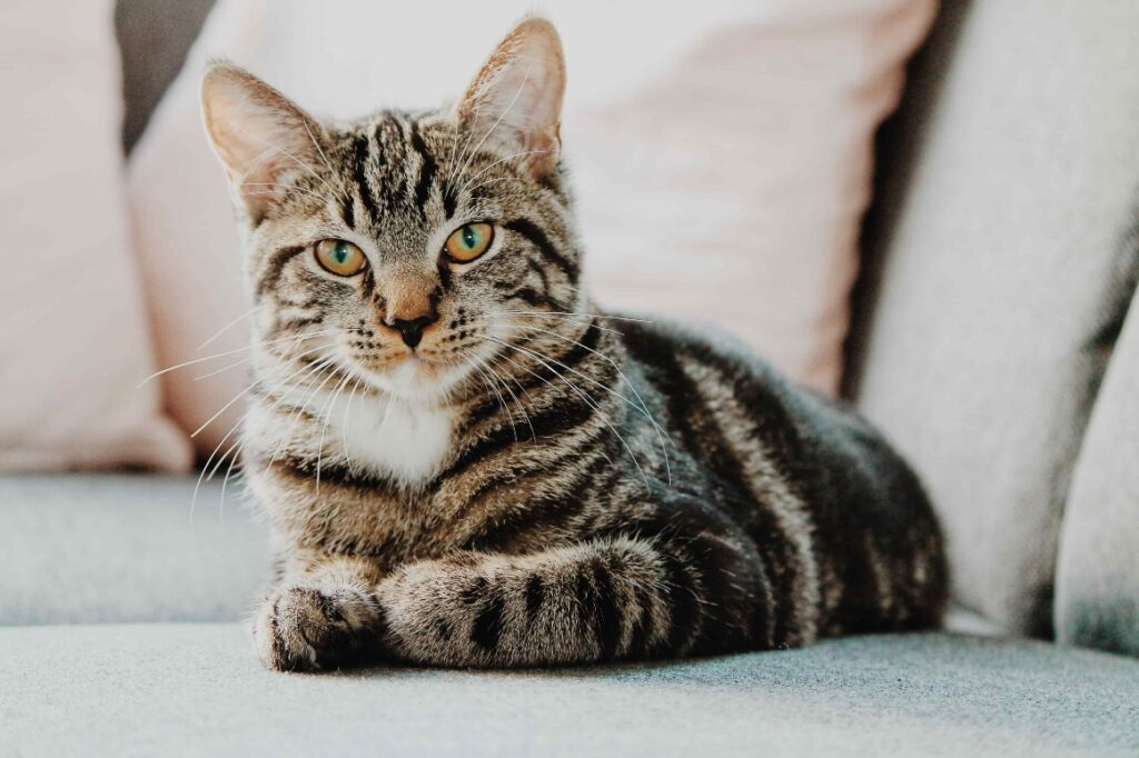 An older cat sitting on a couch with its legs tucked beneath it