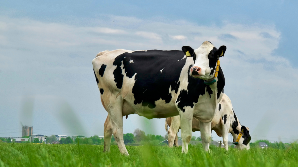 Addressing Vitamin Deficiencies in Dairy Cattle: The Role of Copper and B12
