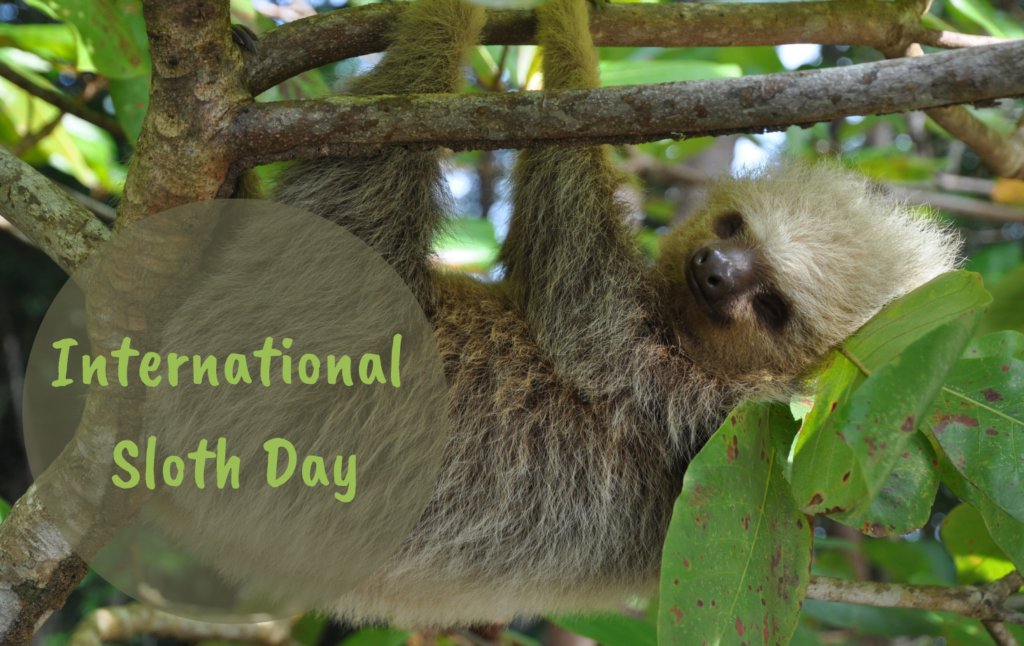 Celebrating International Sloth Day: Slow Down and Embrace the Slothful Lifestyle
