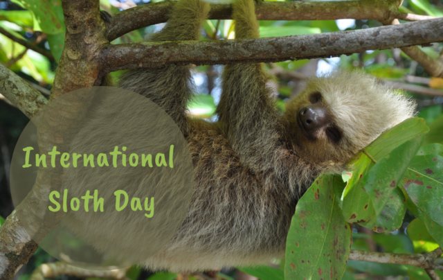 Celebrating International Sloth Day Slow Down And Embrace The Slothful Lifestyle Ethical