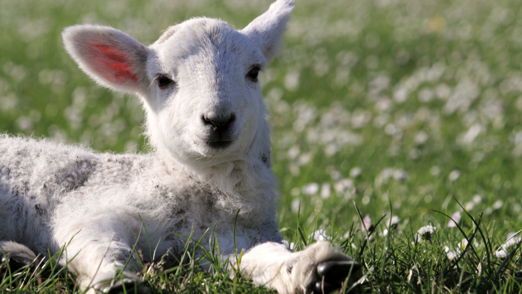 Tailing and Docking of Lambs in New Zealand: The Role of Lopaine in Pain Management