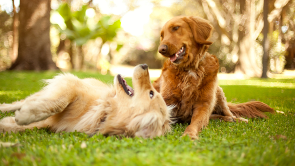 Understanding and Eliminating Canine Parvovirus