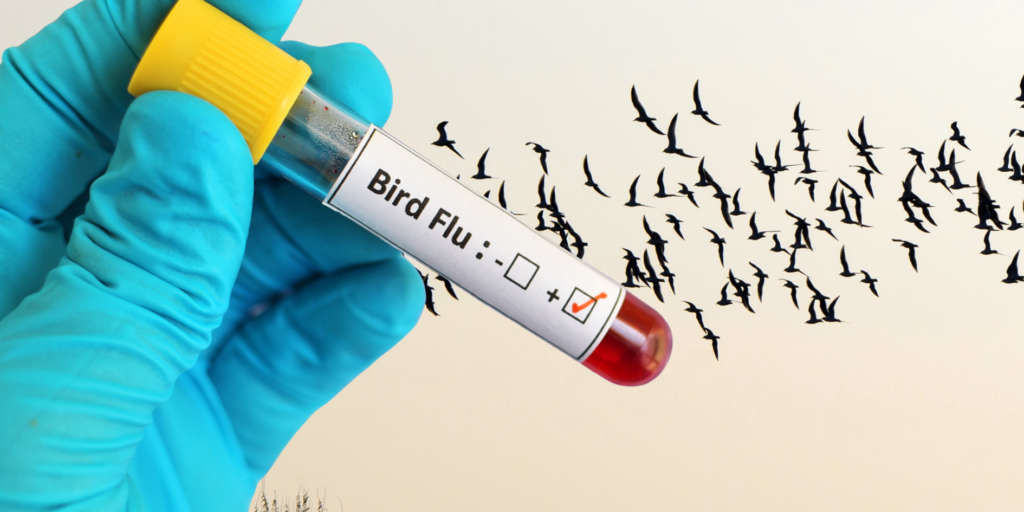 Confirmed H5N1 Detection in New Zealand: Why Biosecurity Matters More Than Ever